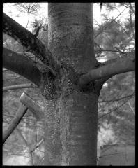 Pine tree with blister rust disease