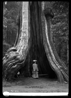 Woman standing at the base of a cedar tree, Stanley Park, Vancouver, British Columbia