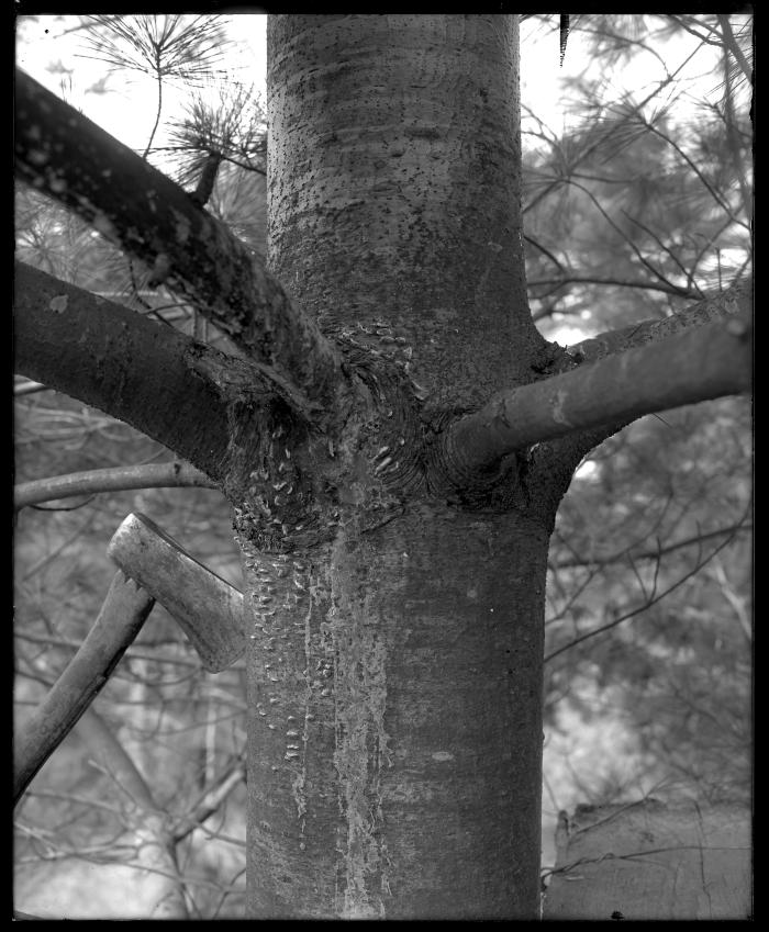 Pine tree with blister rust disease