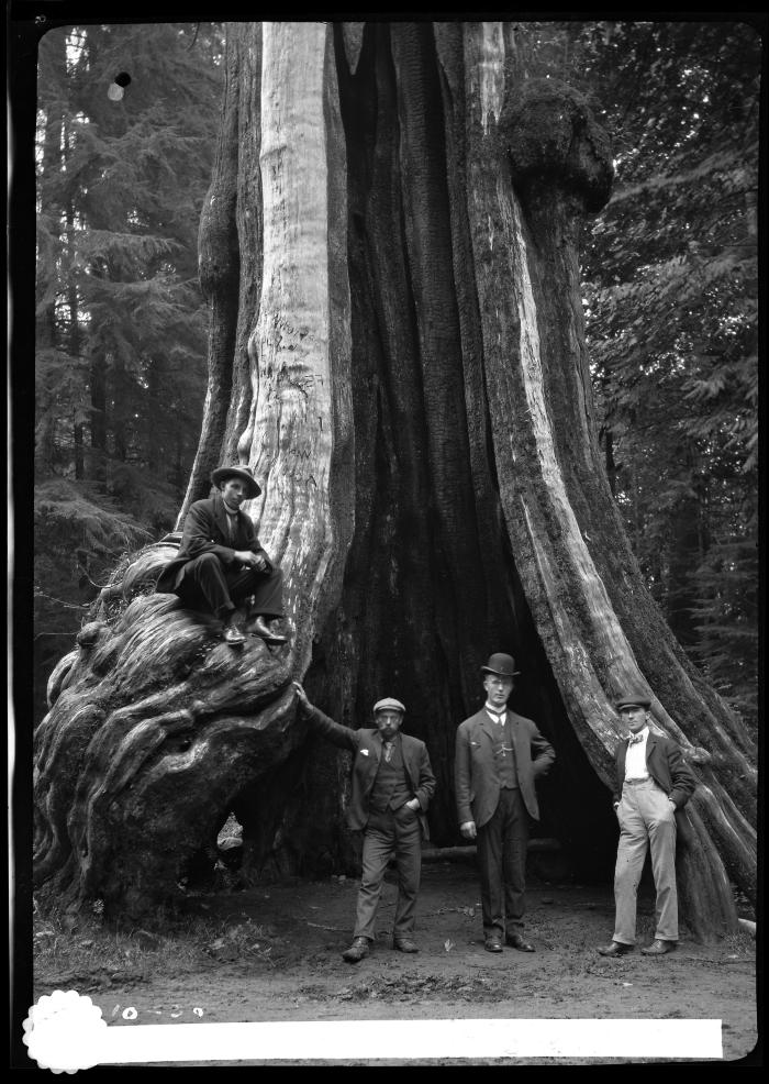 Men in front of giant cedar tree, Stanley Park, Vancouver, British Columbia