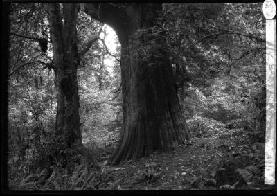 Large cedar trees, Stanley Park, Vancouver, British Columbia