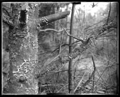 Trunk of a bare tree with blister rust disease