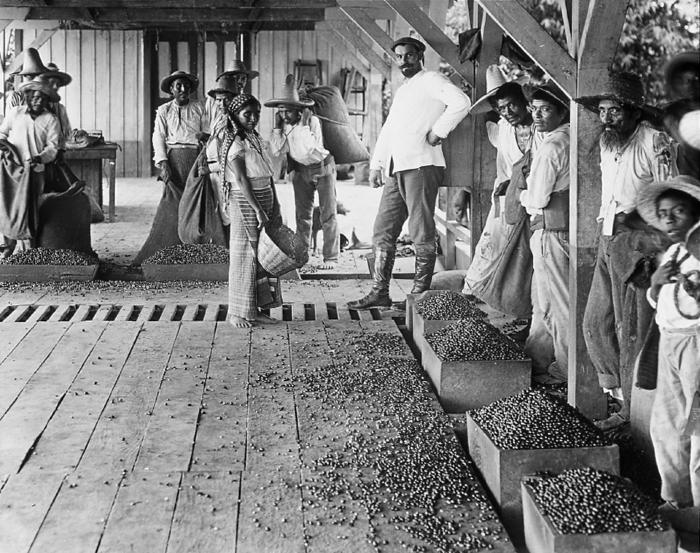 Mexico.  Native Laborers Measuring Coffee Berries.  State of Chiapas.  (1927)