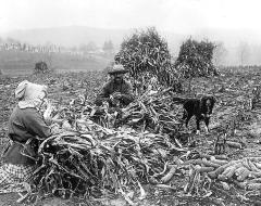 Agriculture - Husking Corn