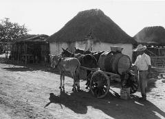 Mexico.  Hacienda Barron: Water Wagon Dawn by Three Mules, in Native Village